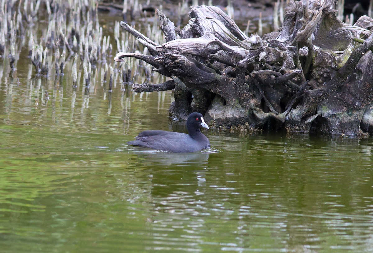 Eurasian Coot - ML621531515