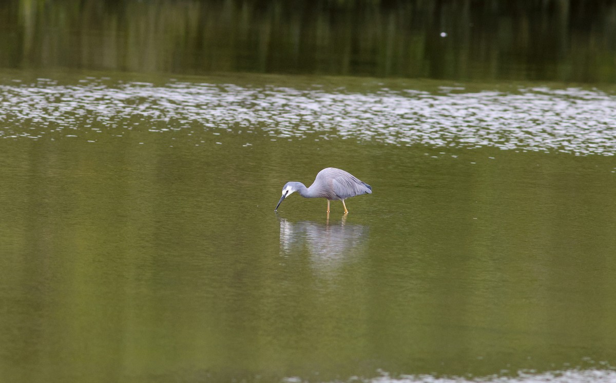 White-faced Heron - ML621531554