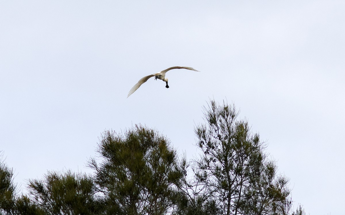 Royal Spoonbill - Greg McLachlan