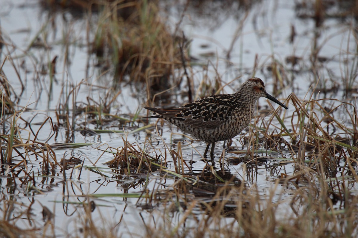 Stilt Sandpiper - ML621531587