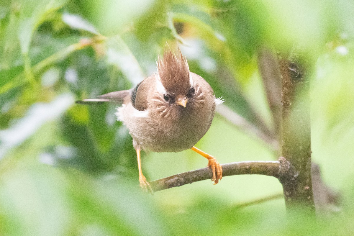 White-collared Yuhina - ML621531647