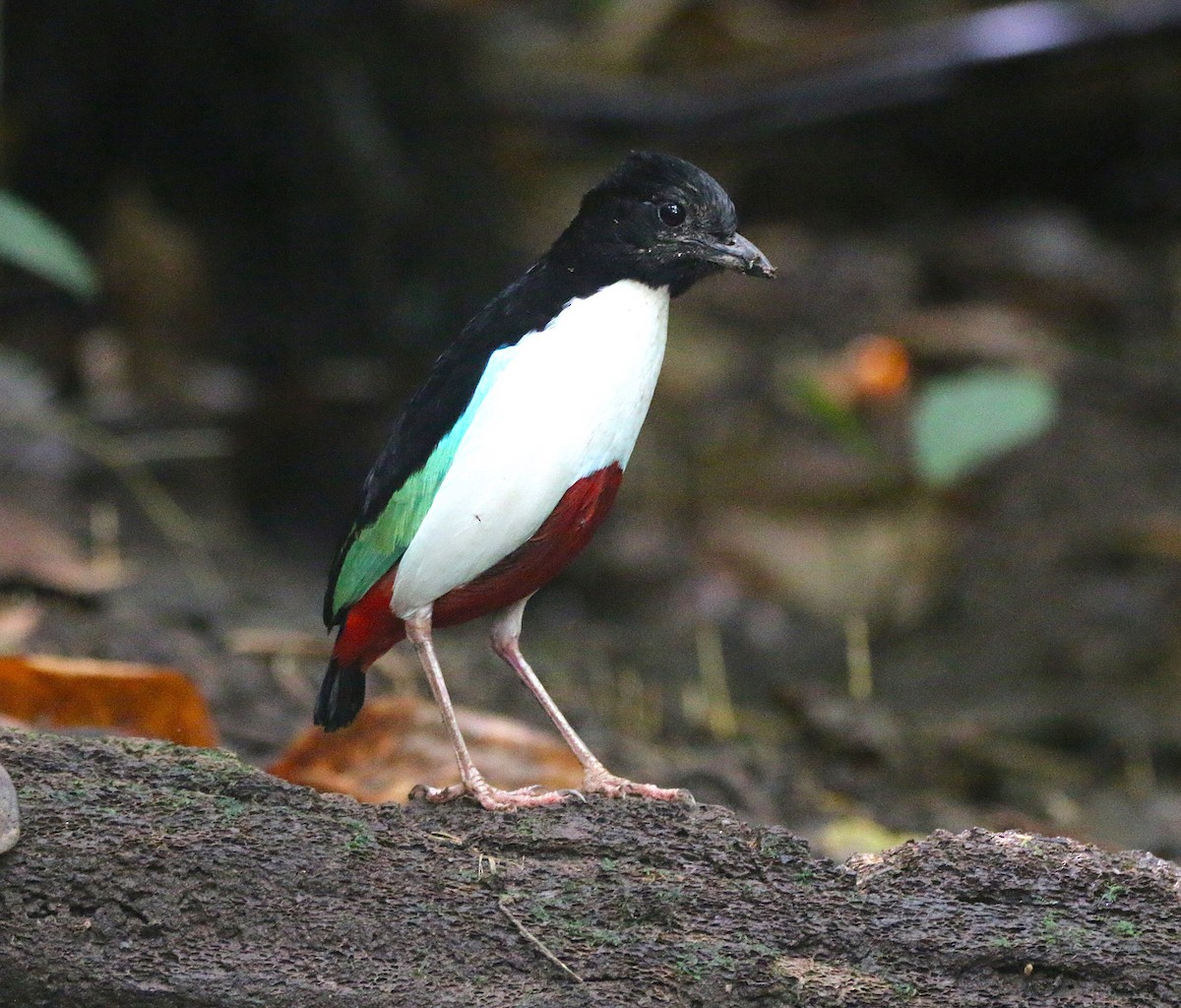Ivory-breasted Pitta - ML621531649