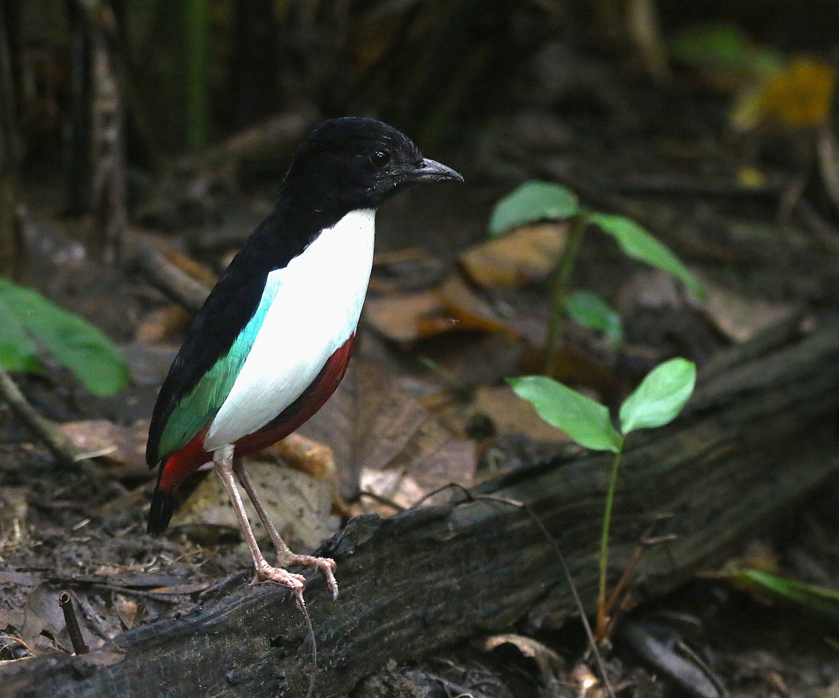 Ivory-breasted Pitta - ML621531651