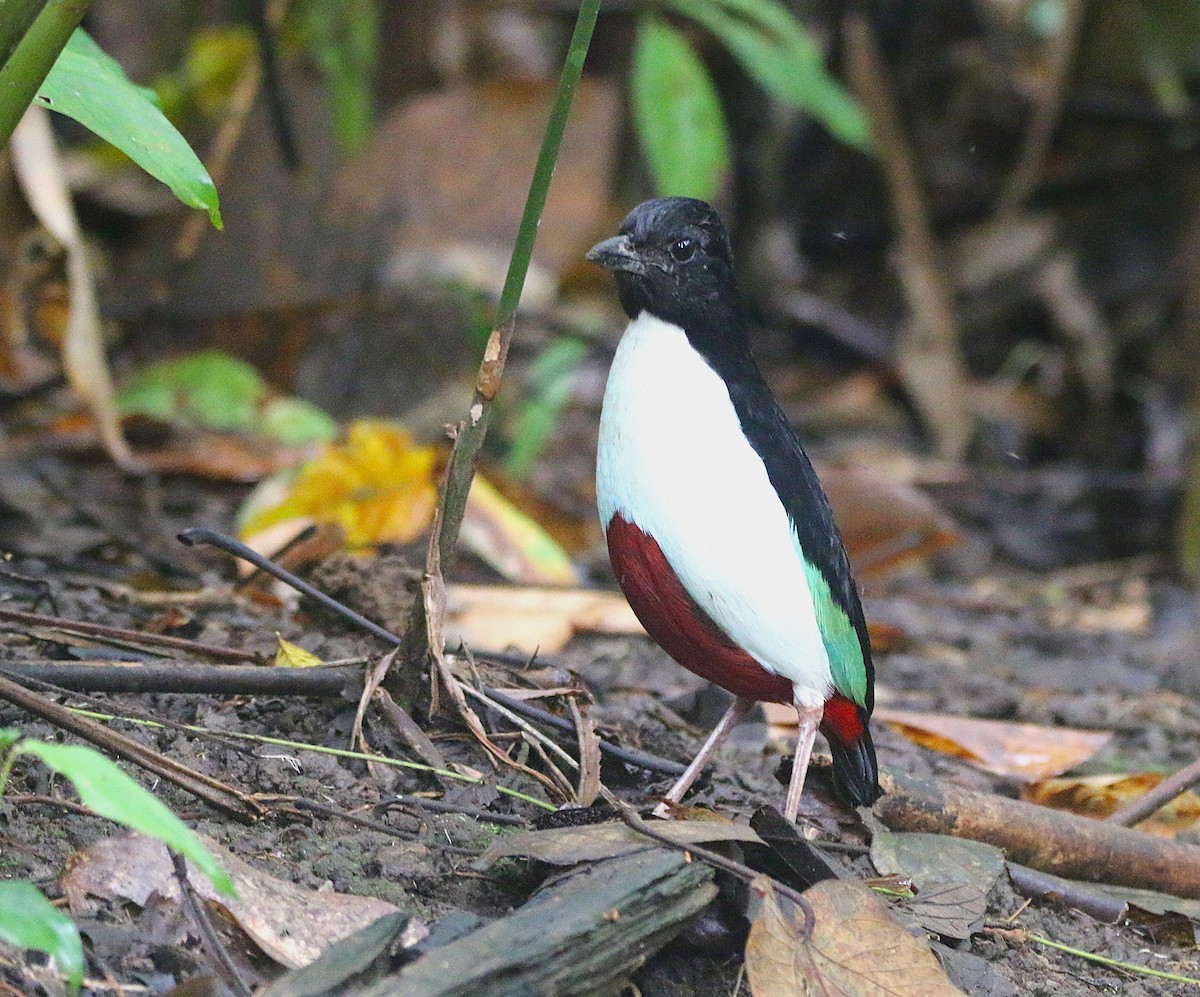 Ivory-breasted Pitta - ML621531654