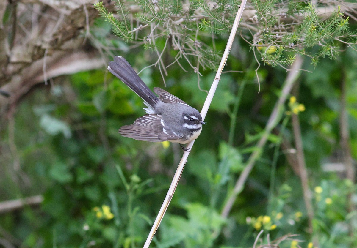 Gray Fantail - ML621531670