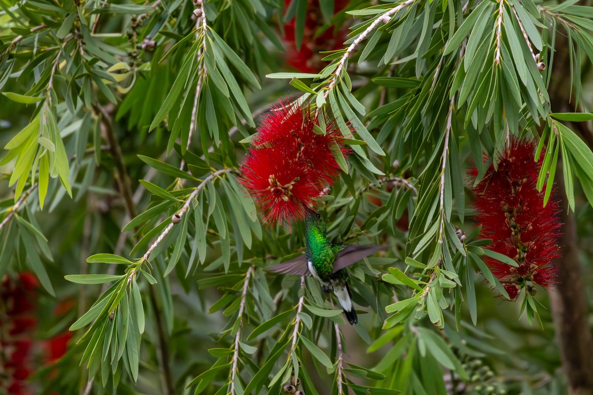 White-tailed Emerald - ML621531693