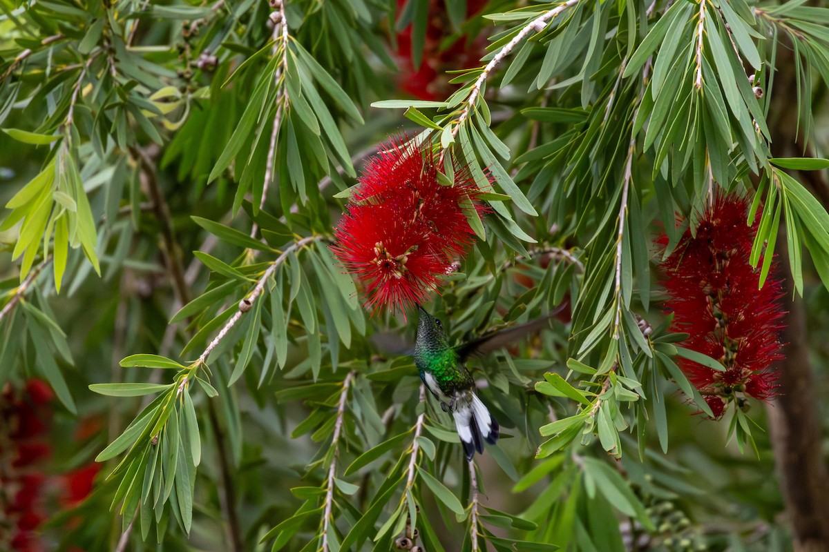 White-tailed Emerald - ML621531696