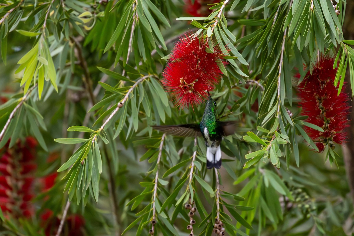 White-tailed Emerald - ML621531697