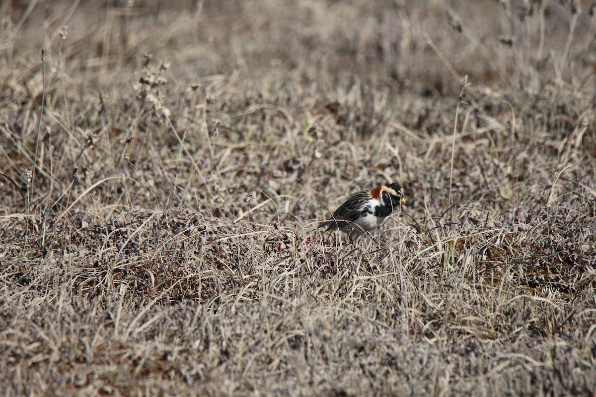 Lapland Longspur - ML621531715