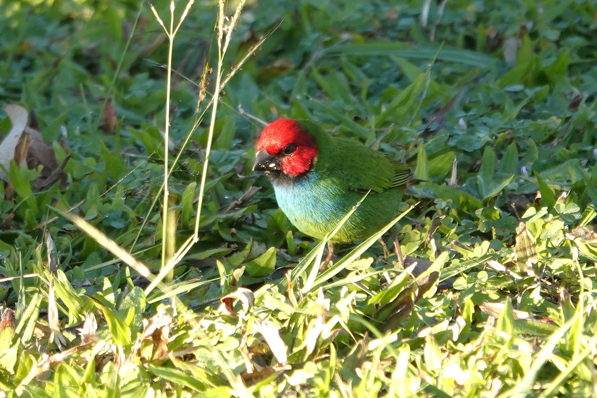 Fiji Parrotfinch - ML621531722