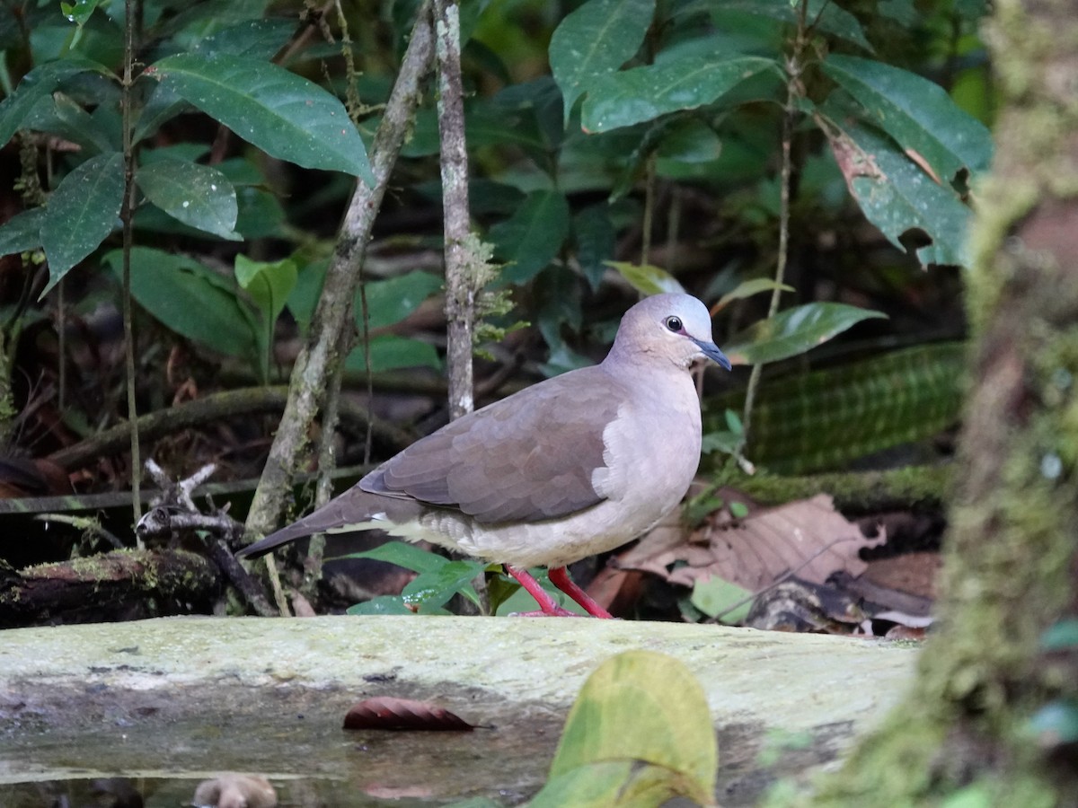 Gray-fronted Dove - ML621531755