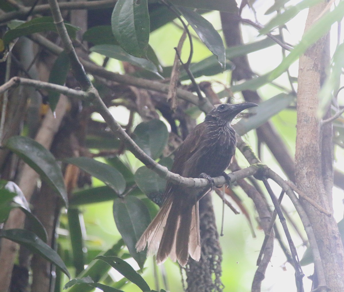 White-streaked Friarbird - Brendan Cook