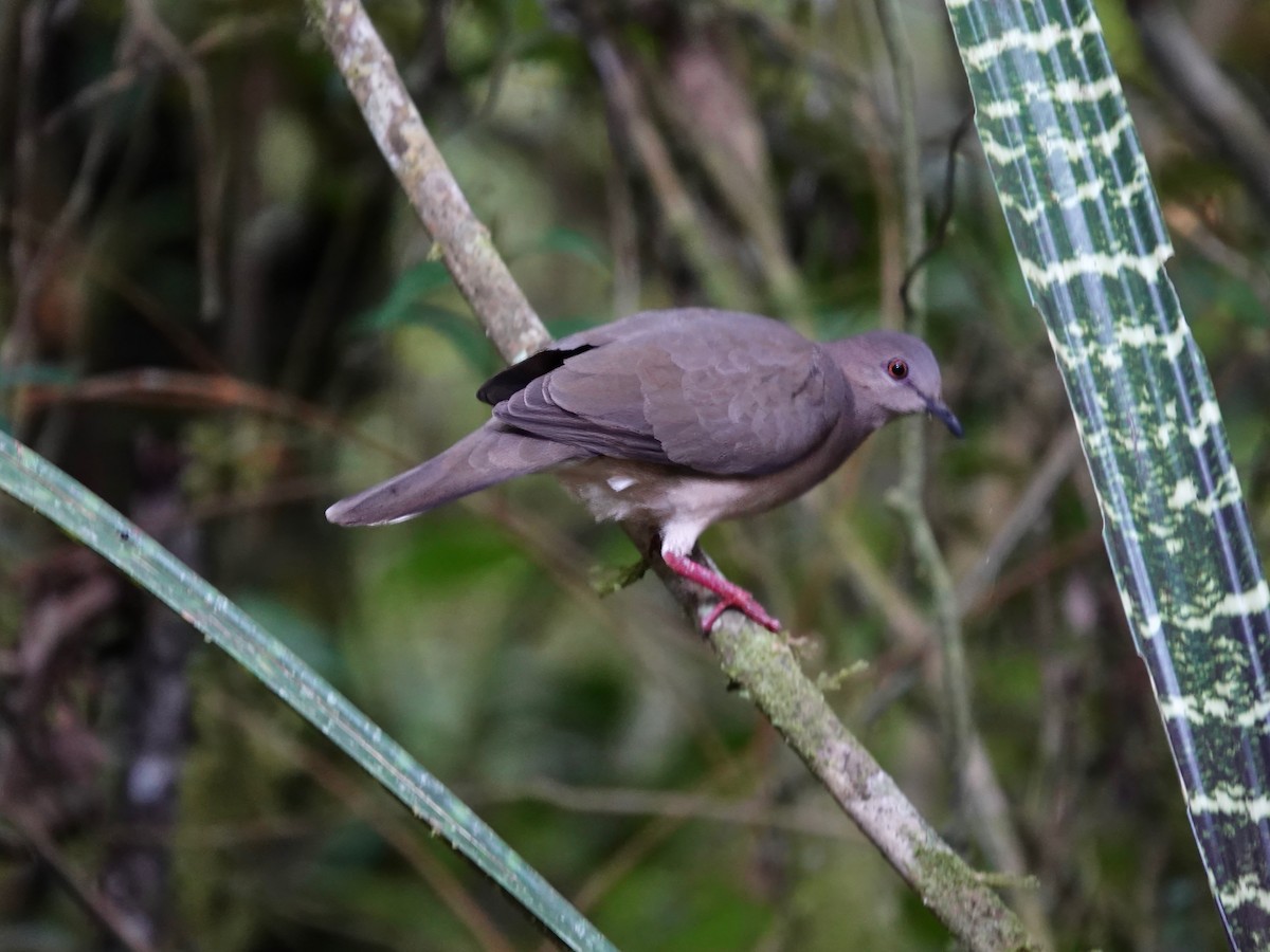 White-tipped Dove (brasiliensis Group) - ML621531779