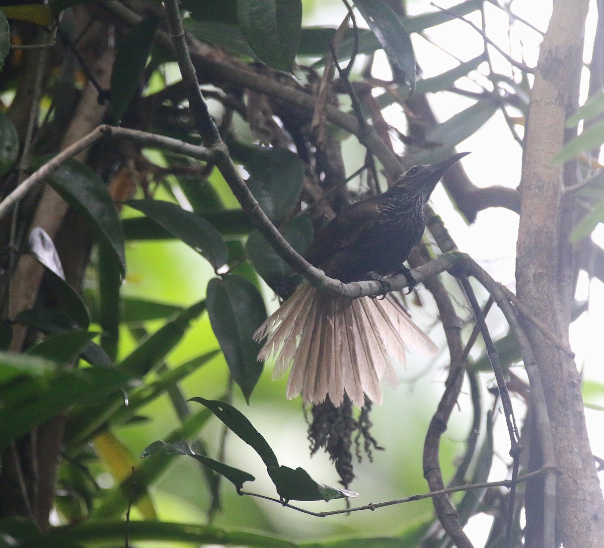 White-streaked Friarbird - ML621531780