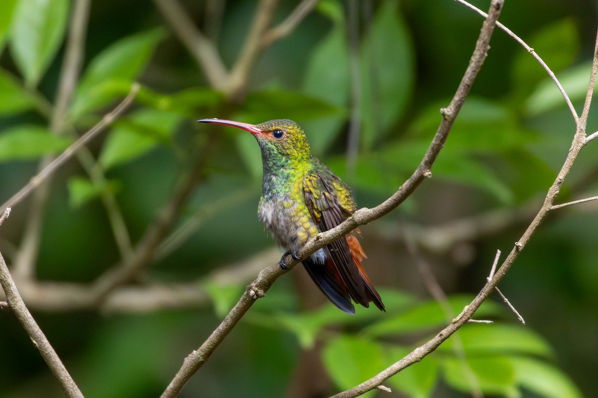 Rufous-tailed Hummingbird - ML621531783