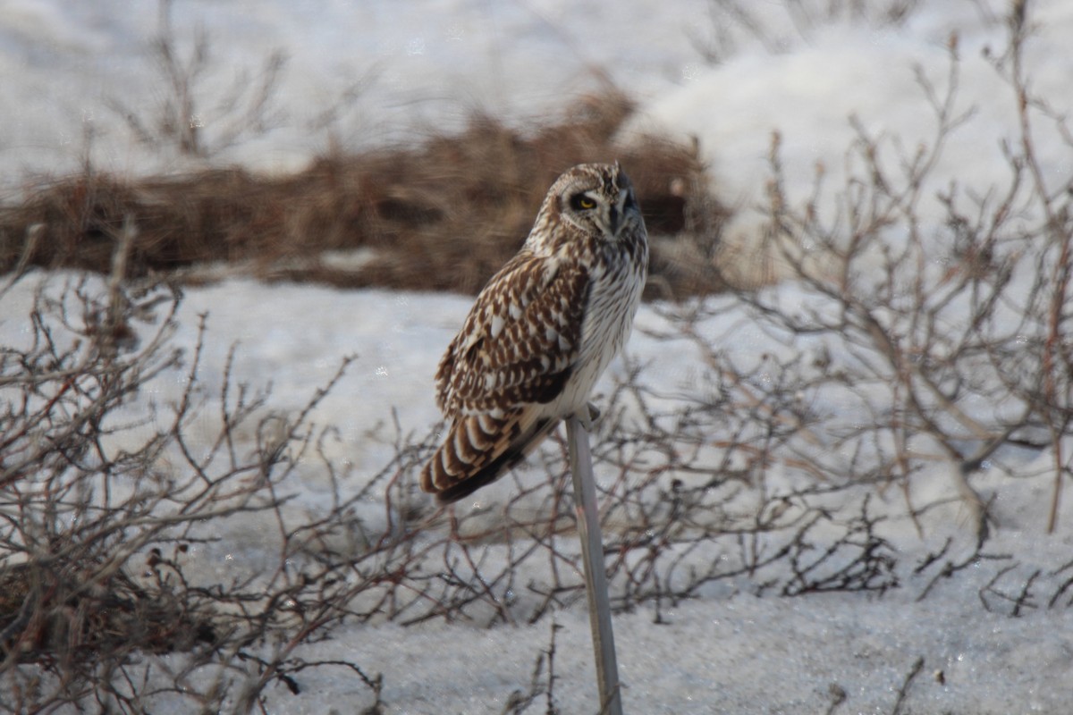 Short-eared Owl - ML621531803