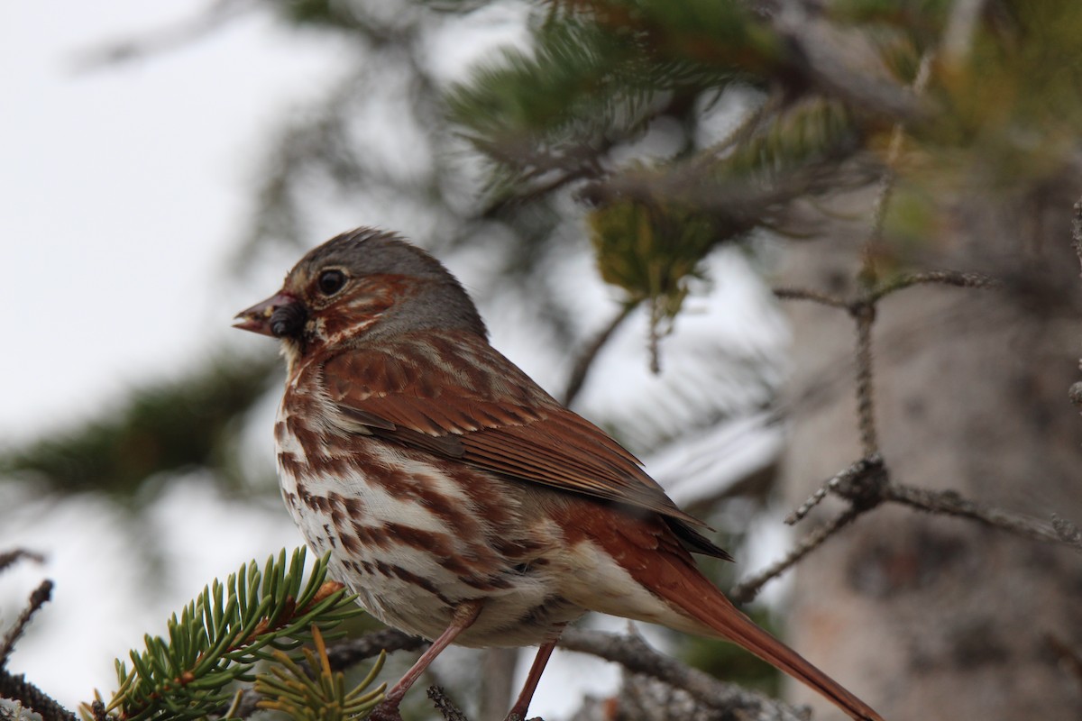 Fox Sparrow - ML621531852