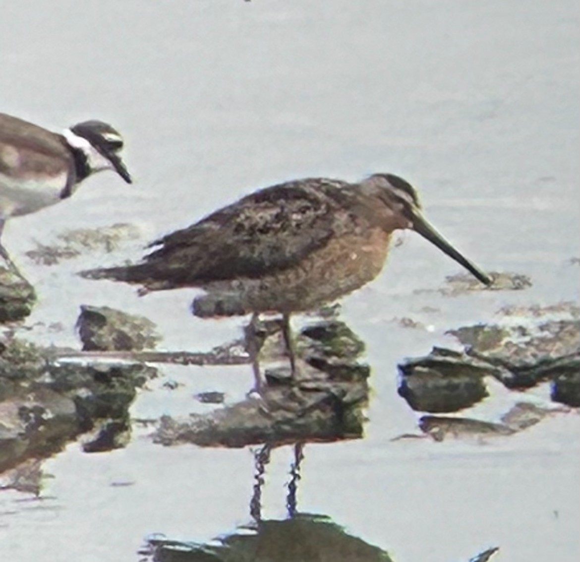 Short-billed Dowitcher - ML621531886