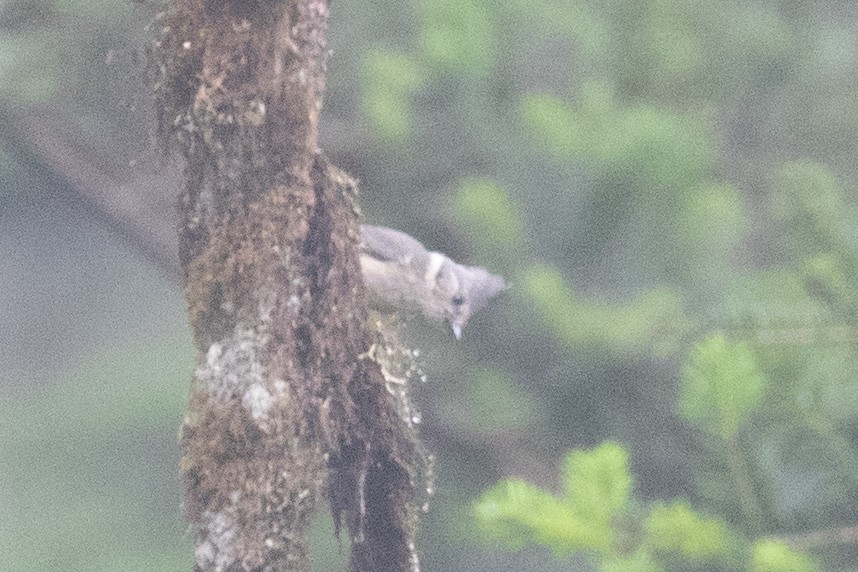 Gray-crested Tit - ML621531991