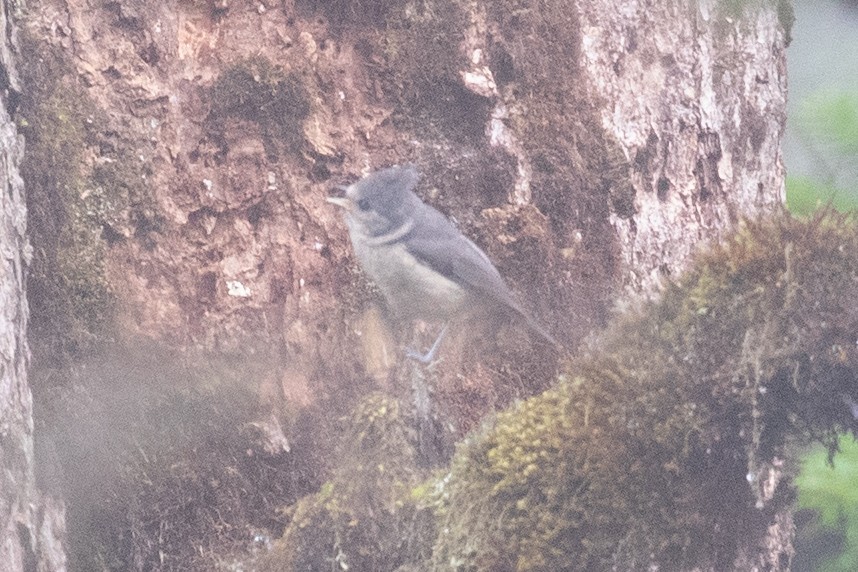 Gray-crested Tit - ML621531992