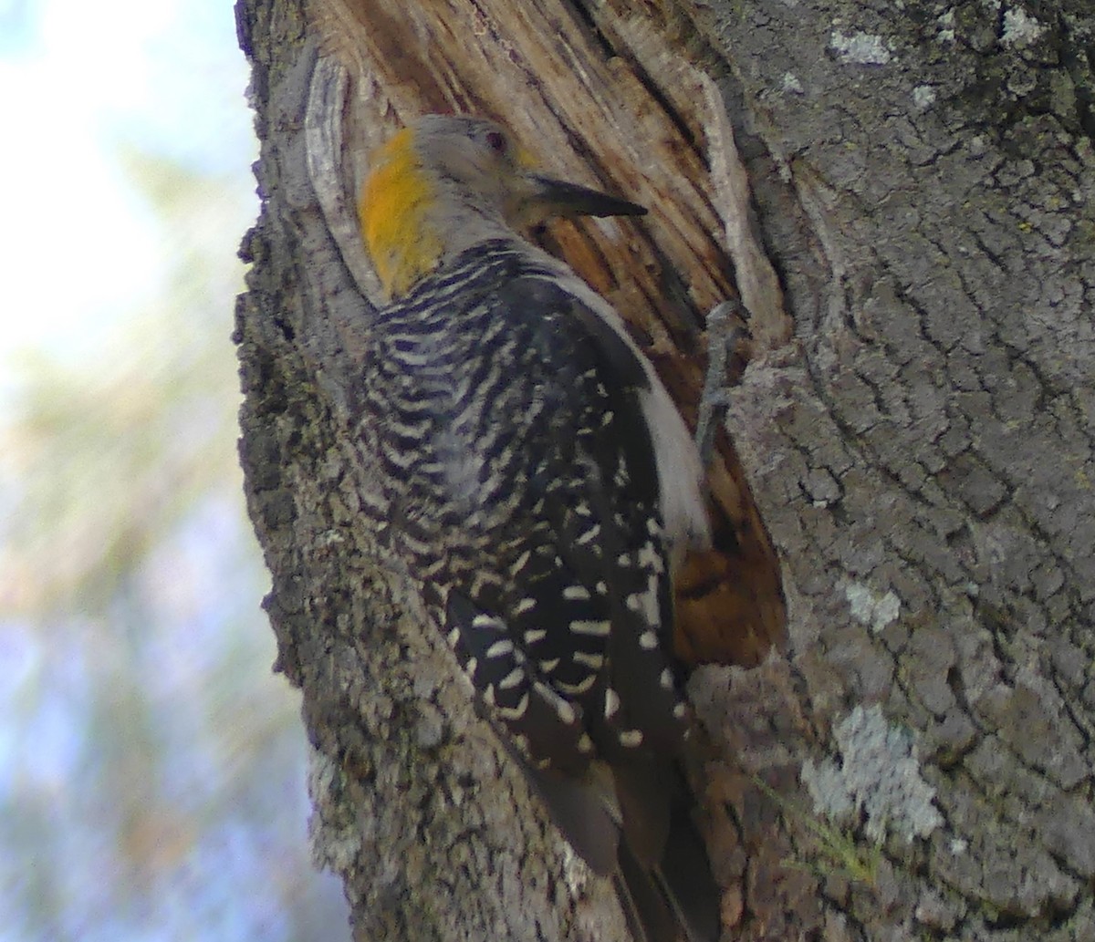Golden-fronted Woodpecker - ML621532059