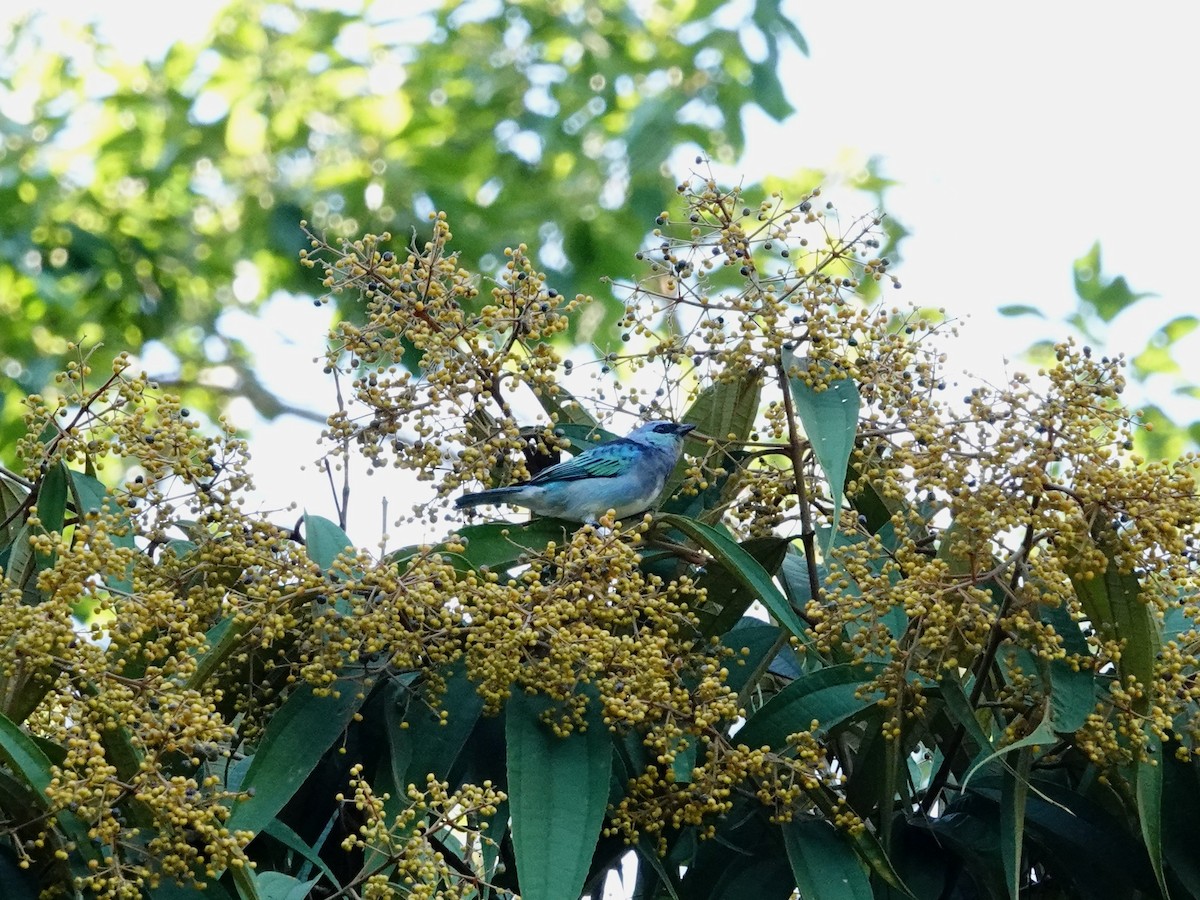 Masked Tanager - ML621532063