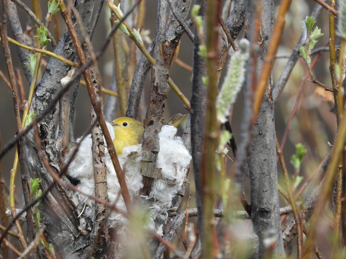 Wilson's Warbler - ML621532079
