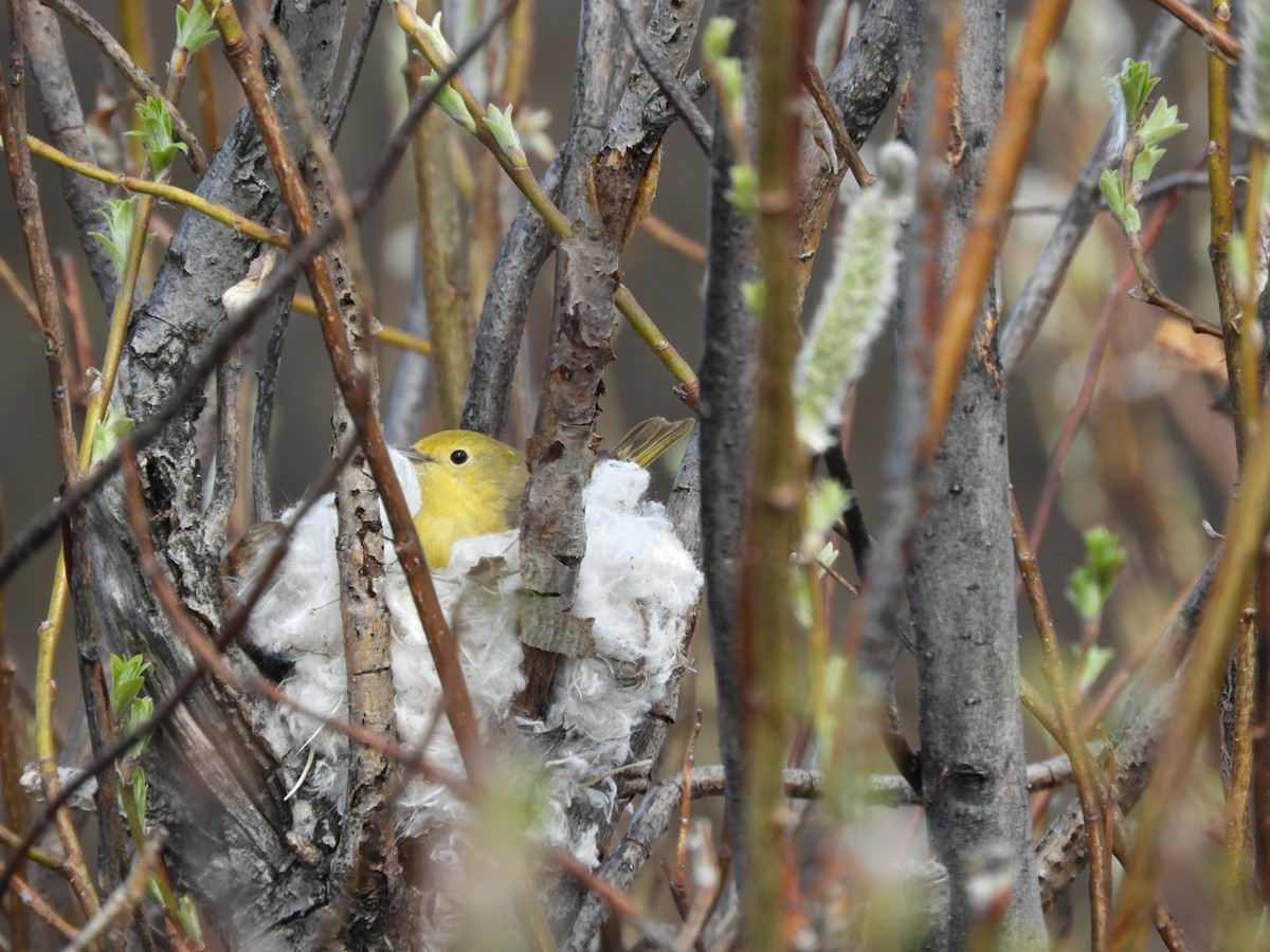 Wilson's Warbler - ML621532079