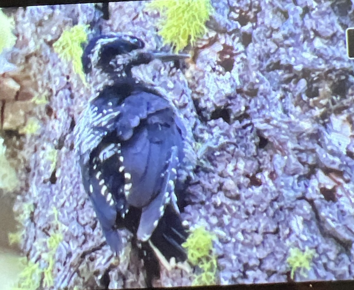 American Three-toed Woodpecker - ML621532083