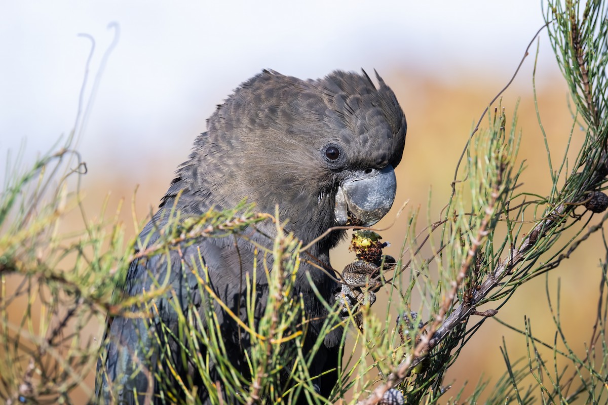 Glossy Black-Cockatoo - Ian Shrubsole