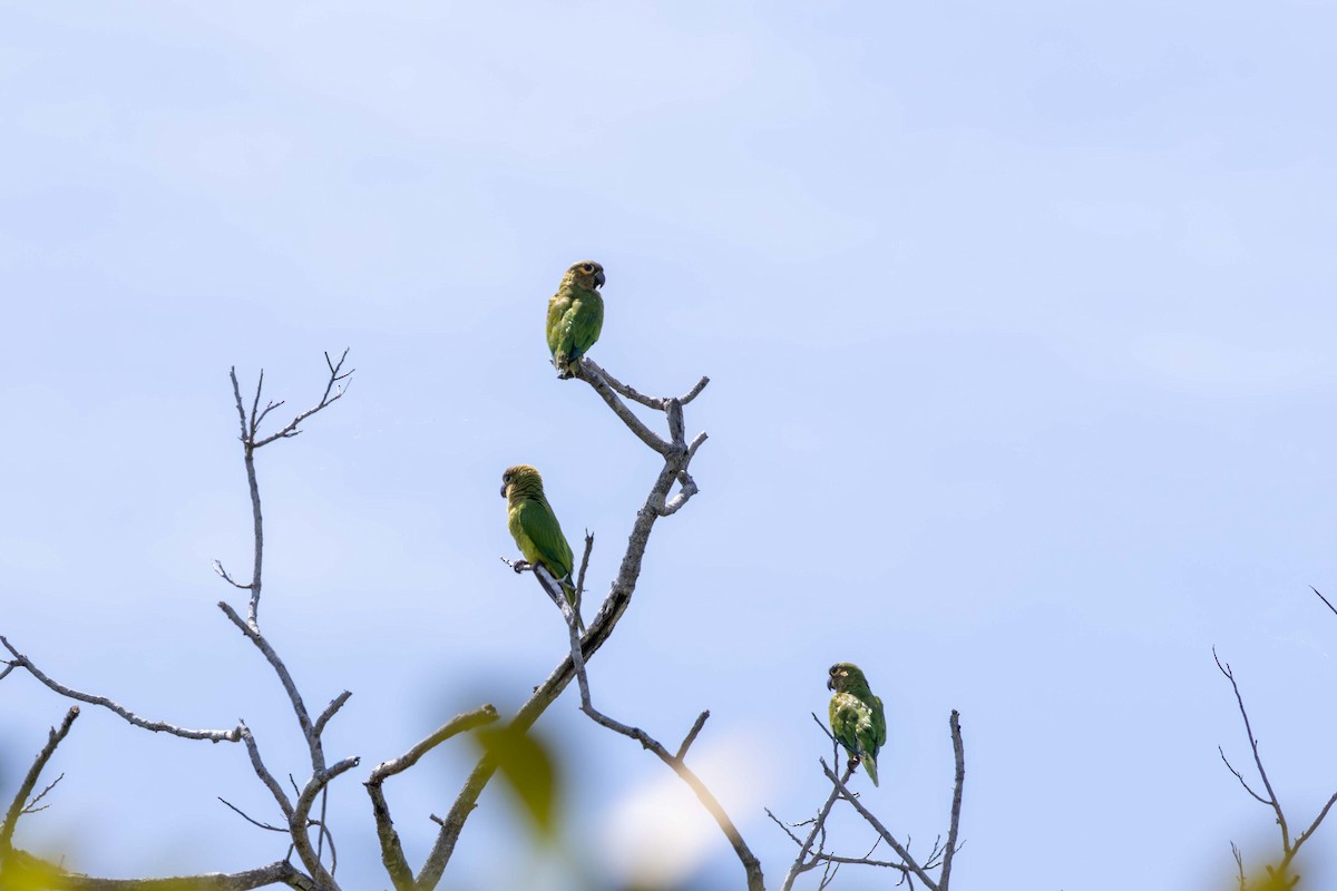 Conure cuivrée (ocularis) - ML621532100