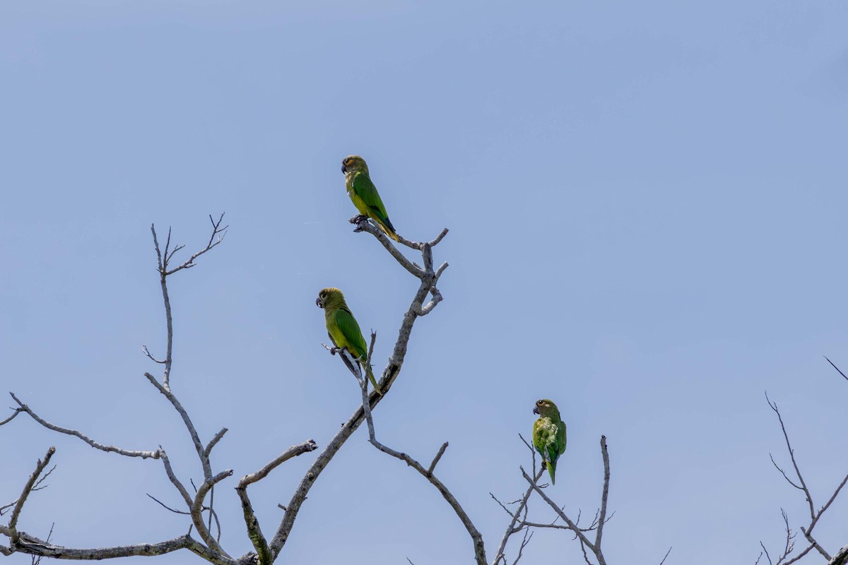 Conure cuivrée (ocularis) - ML621532101