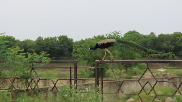 Indian Peafowl - ML621532102