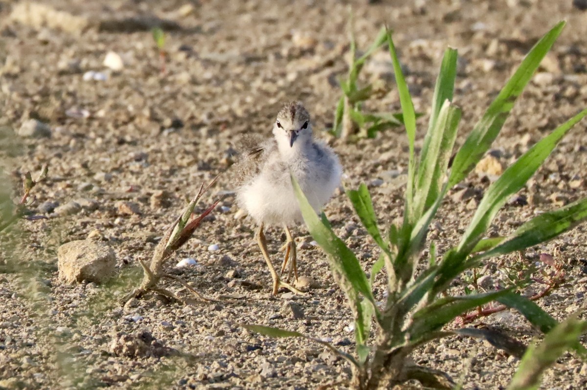 Spotted Sandpiper - Gina Foster