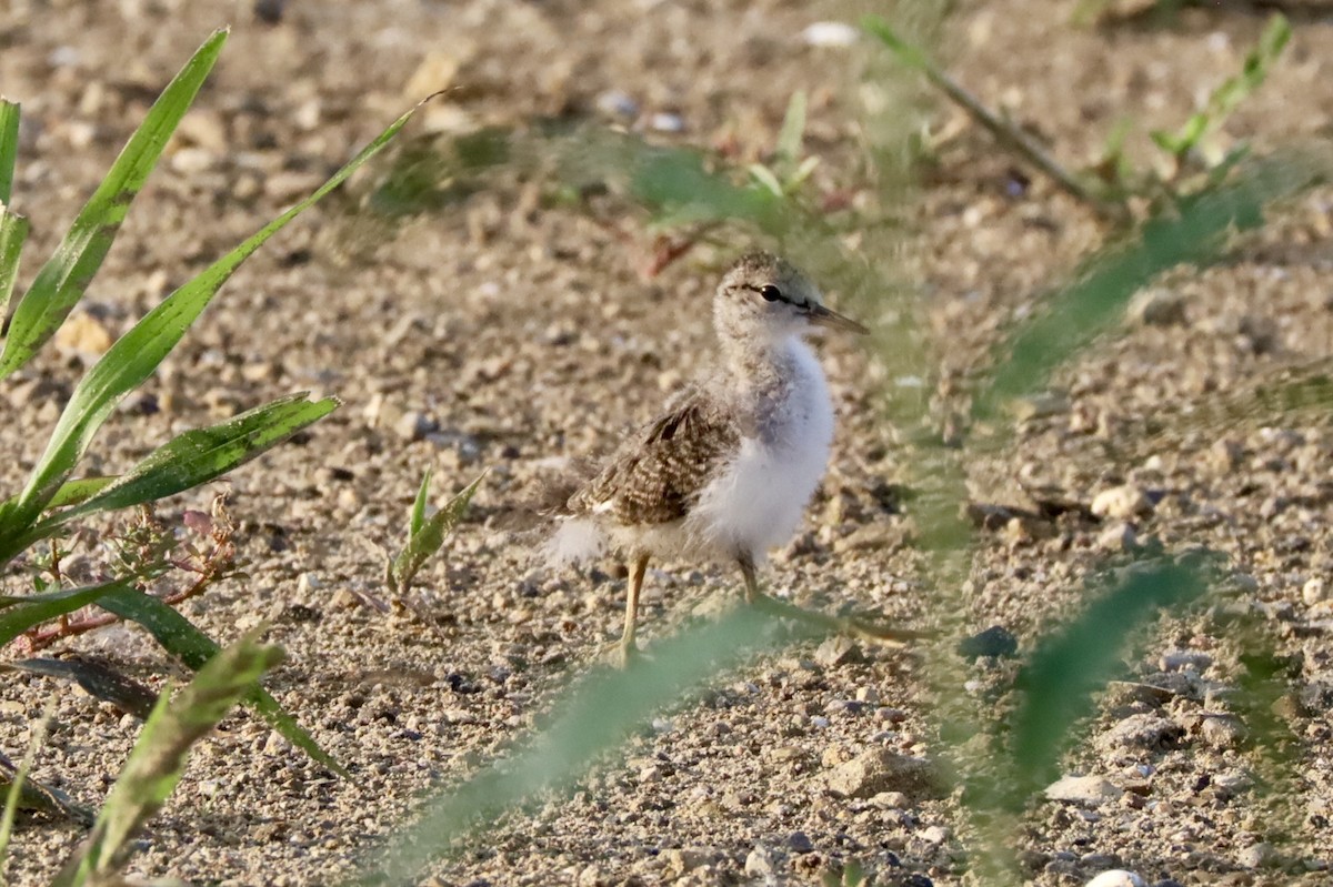 Spotted Sandpiper - Gina Foster