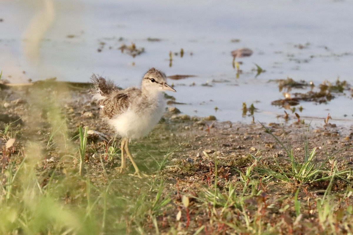 Spotted Sandpiper - Gina Foster