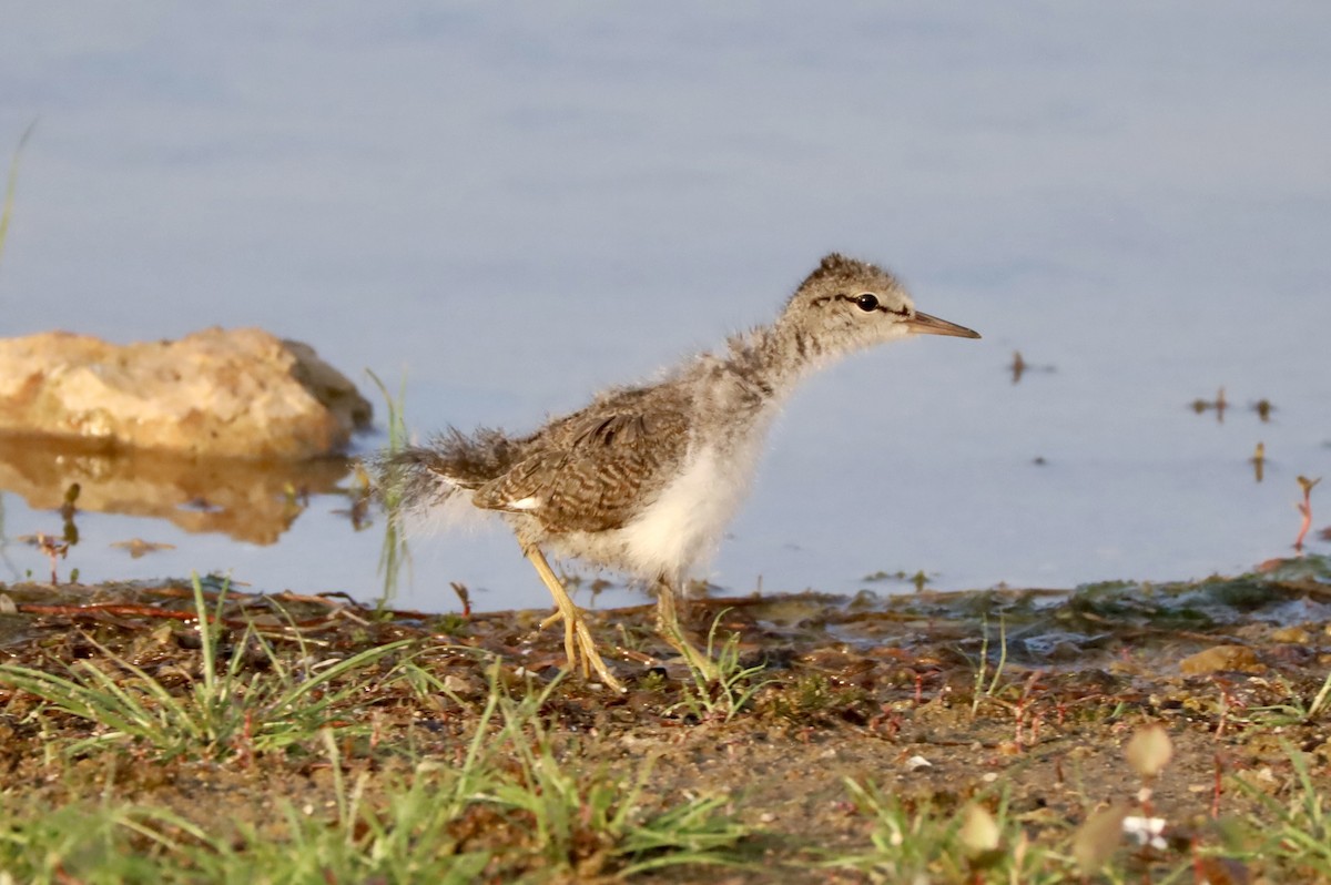 Spotted Sandpiper - Gina Foster