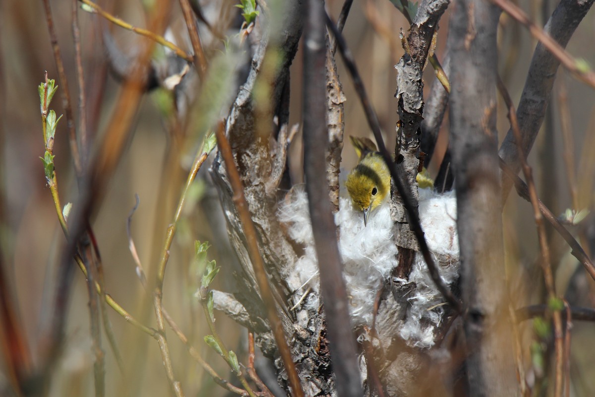 Wilson's Warbler - ML621532118