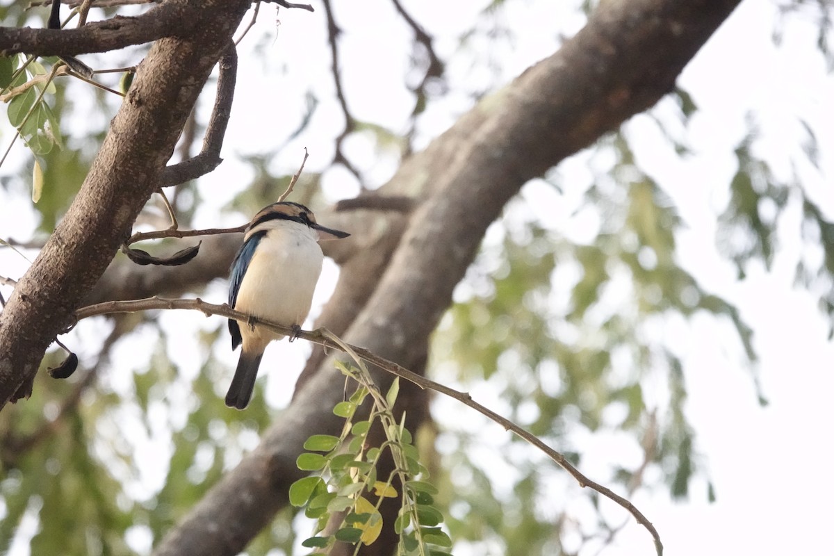 Pacific Kingfisher - ML621532122