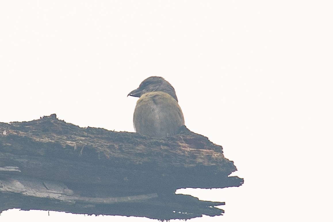 Bec-croisé des sapins (himalayensis) - ML621532315