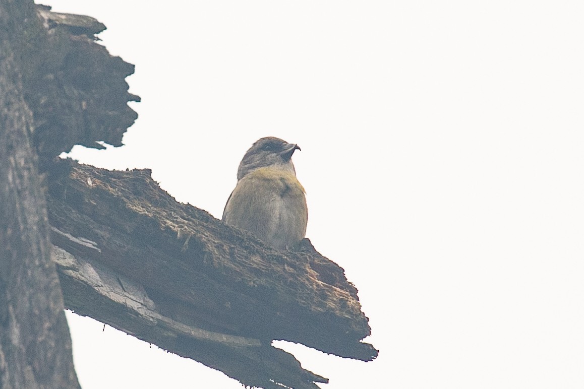 Bec-croisé des sapins (himalayensis) - ML621532316