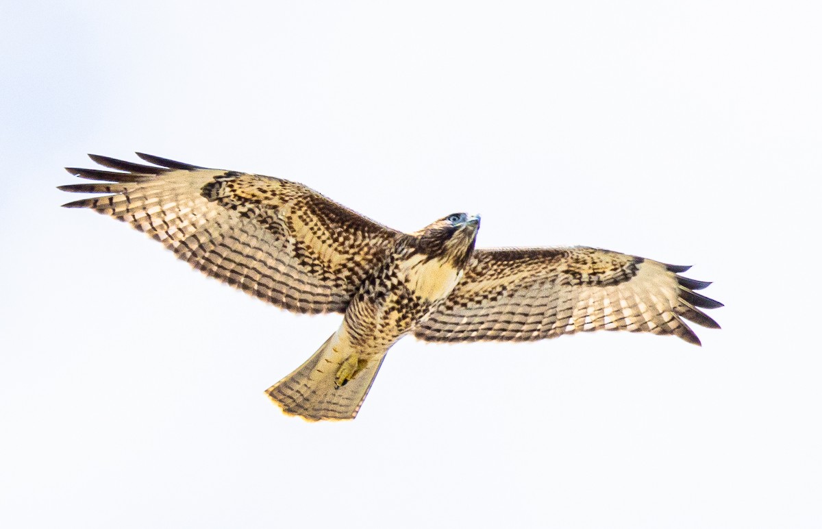 Red-tailed Hawk - ML621532332