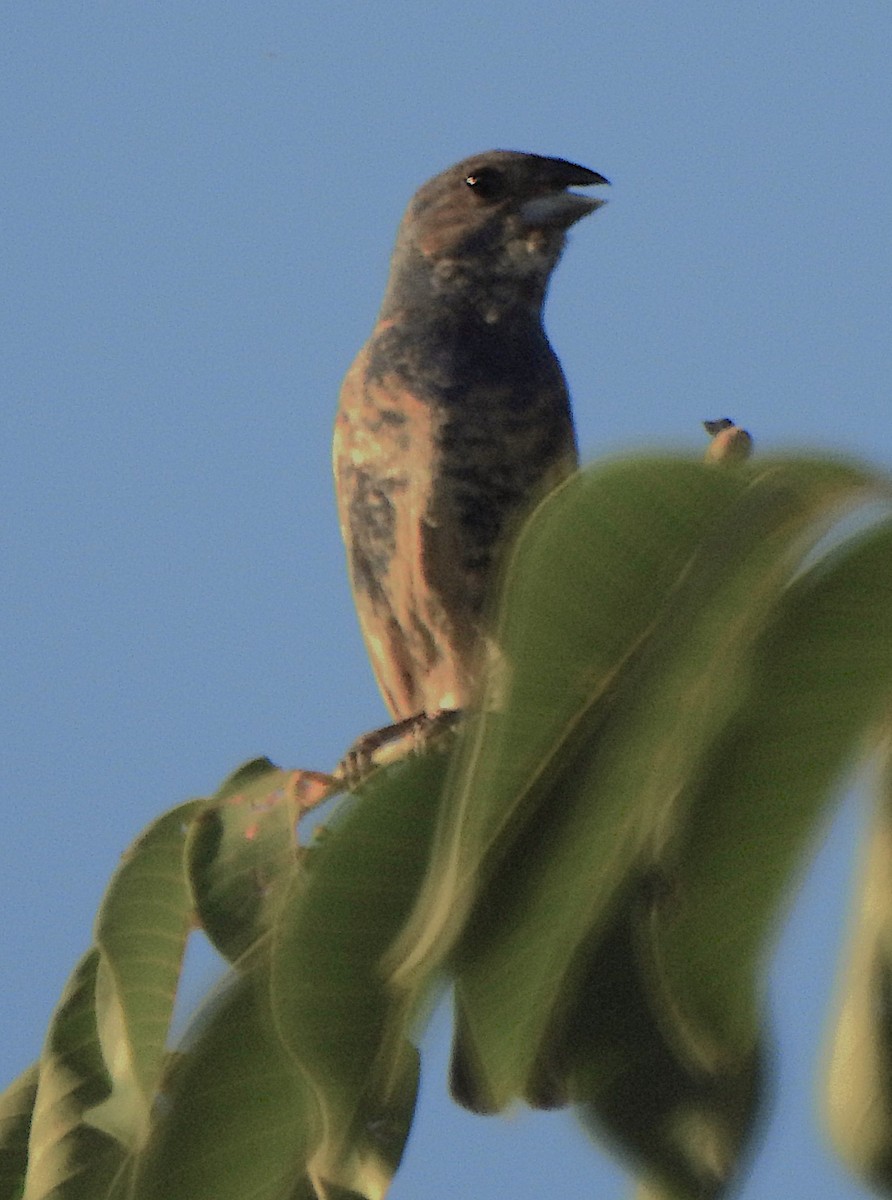 Blue Grosbeak - ML621532357