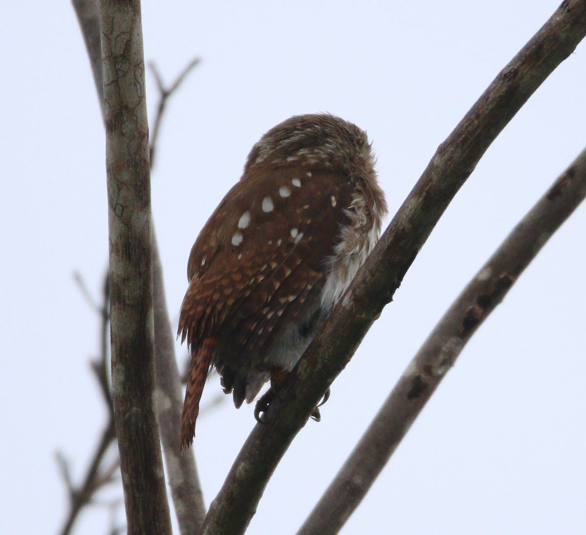 Ferruginous Pygmy-Owl (Ferruginous) - ML621532552