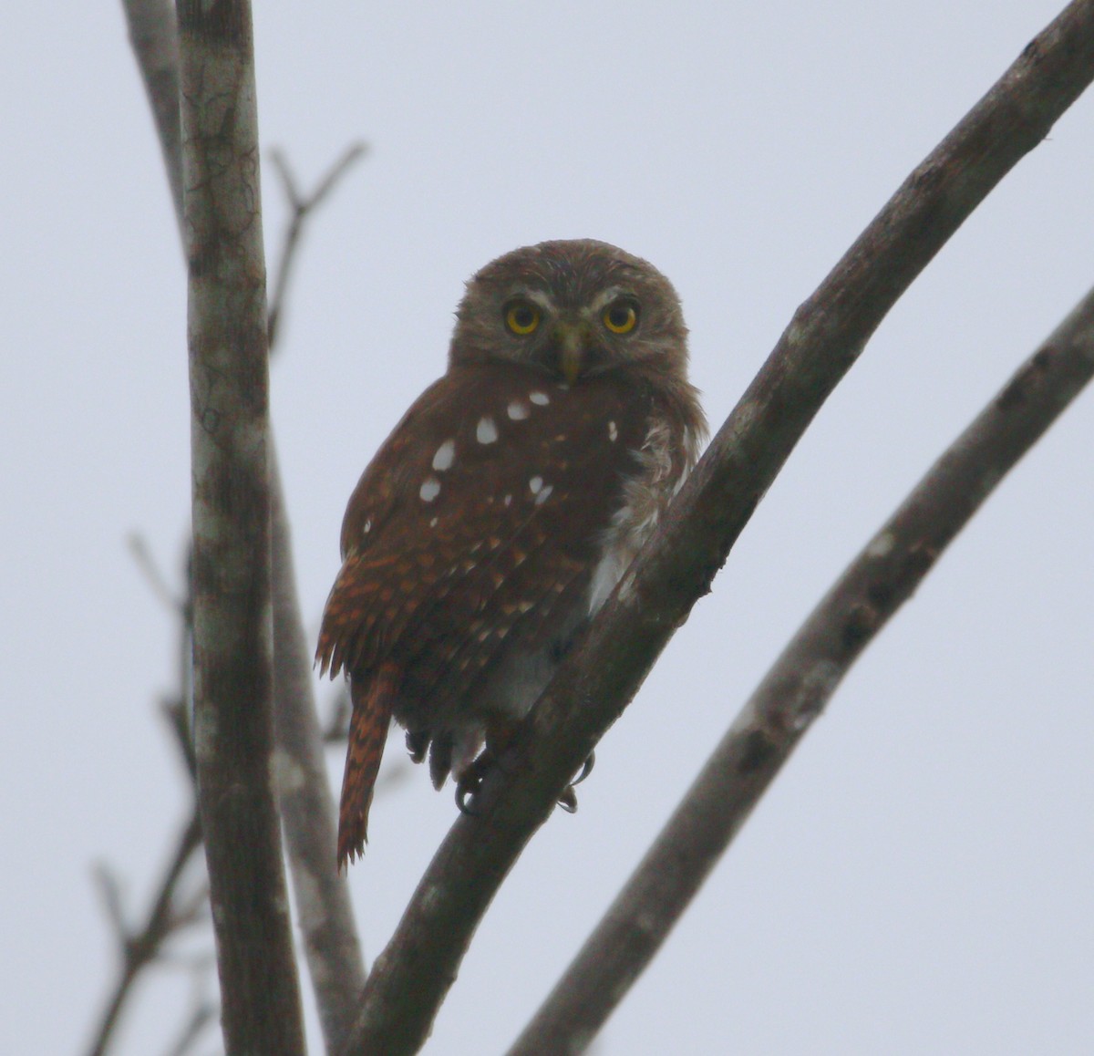 Ferruginous Pygmy-Owl (Ferruginous) - ML621532553