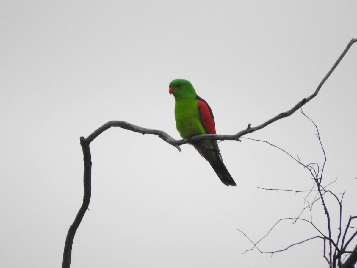 Red-winged Parrot - ML621532568