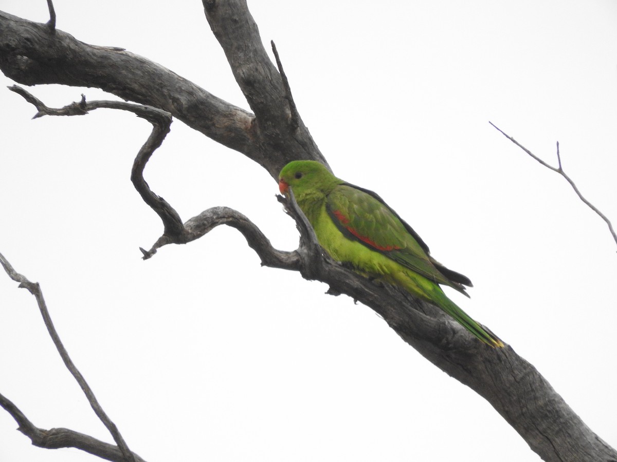 Red-winged Parrot - ML621532569