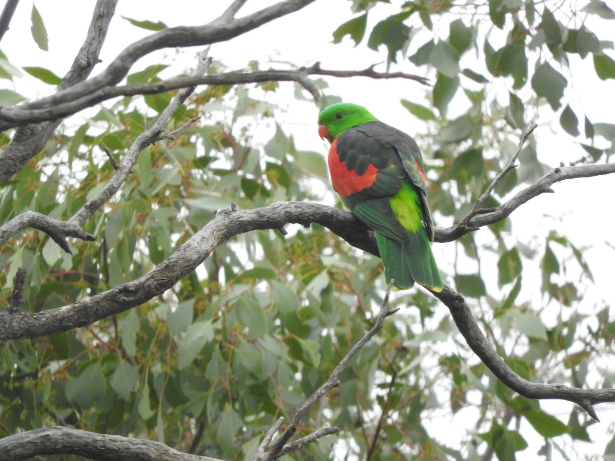 Red-winged Parrot - ML621532570