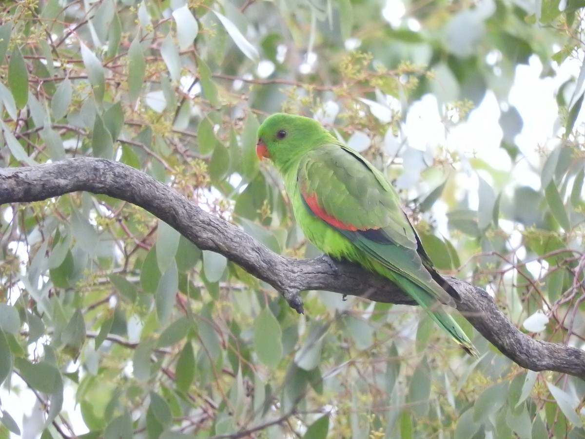 Red-winged Parrot - ML621532571