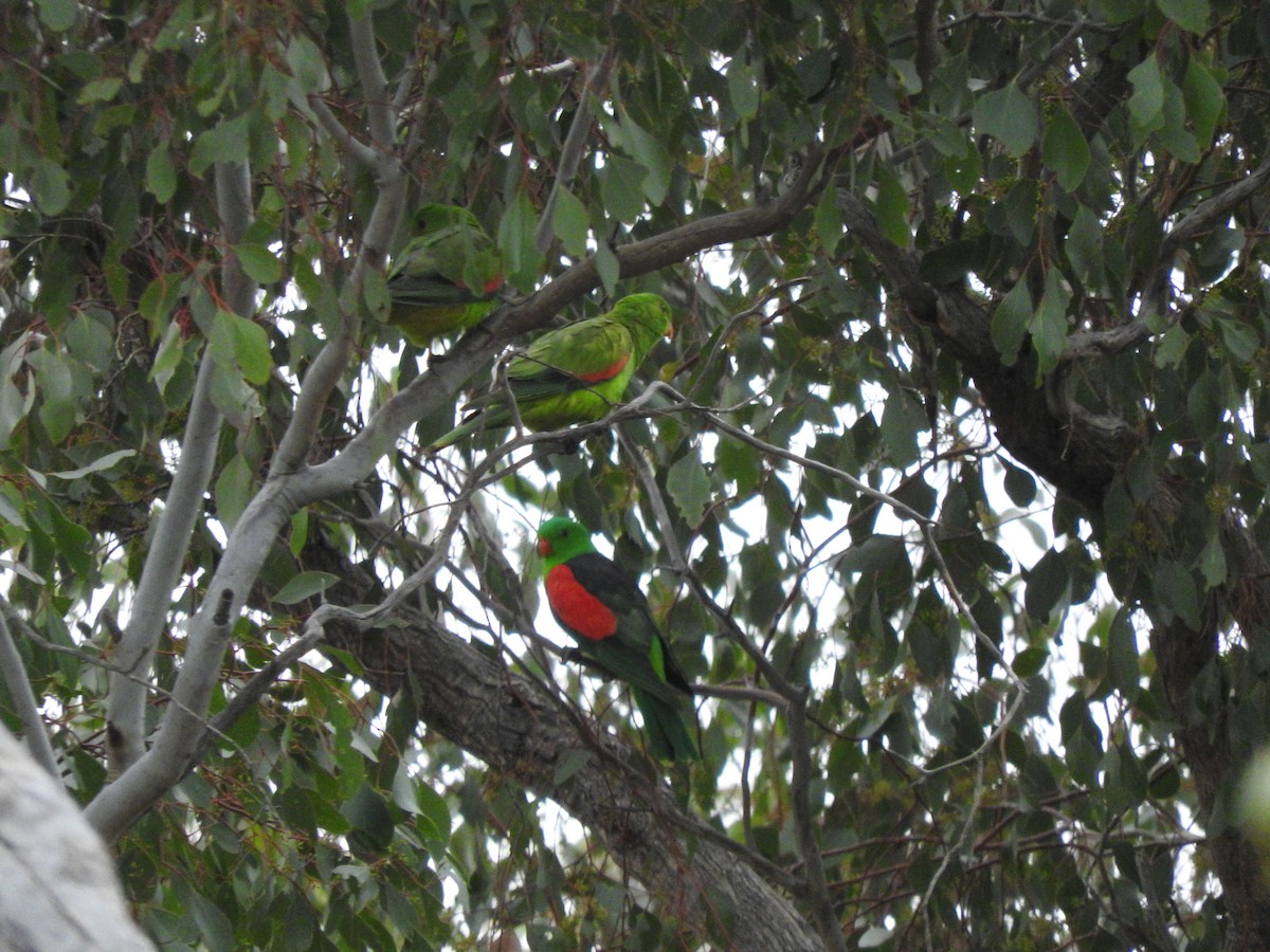Red-winged Parrot - ML621532572
